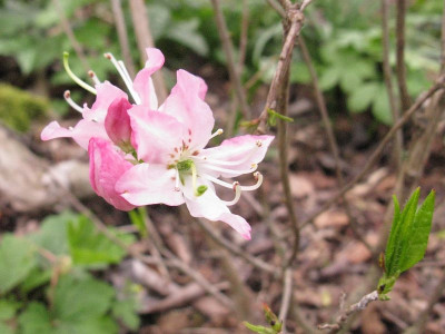 Rhododendron_vaseyi_Kopie.jpg