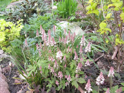 Tiarella_Kopie.jpg
