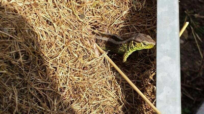 drache_20140412_zg1.jpg