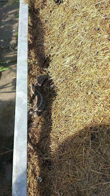 drache_20140412_zg2.jpg