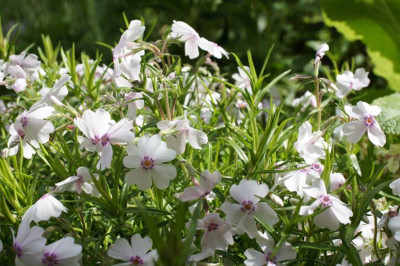 kleiner_Phlox.jpg