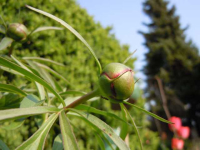 Krauselkrankheit_2014_002.JPG