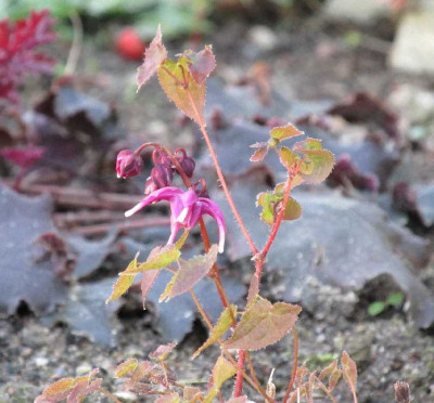 2014EpimediumGrandiflRoseQueen.jpg