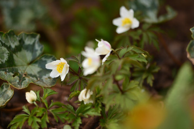 Anemone_nemorosa.jpg