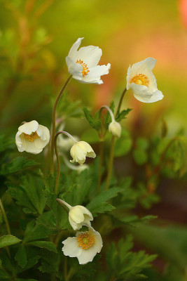 A._sylvestrisPur.jpg