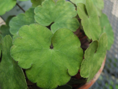 Hepatica_henryi_...__13.4.14_010.jpg