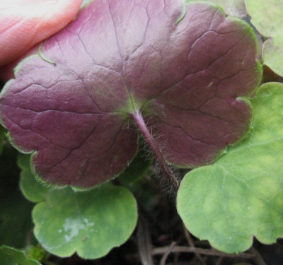 Hepatica_henryi_...____13.4.14_011.jpg