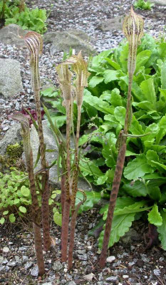 comp_Arisaema_nepenthoides_13.04.14.jpg