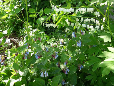 SS853798_symphytum_hidcote_blue_und_dicentra_80.jpg