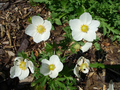 SS853806_anemone_sylvestris_80.jpg
