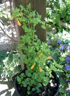 Eccremocarpus__Schonranke_1.jpg