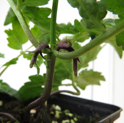 IMG_3188_Dentaria_spec_Brutknospen.jpg