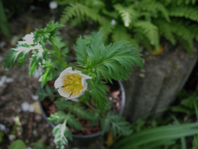 Adonis_brevistyla__...__14.4.14_006.jpg
