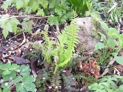 Polystichum_munitum_Kopie.jpg