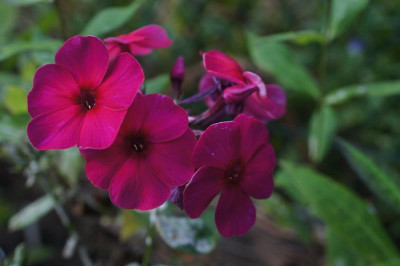 Phlox_p._Hindenburg.jpg