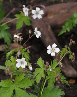IMG_3213_Geranium_albiflorum.jpg