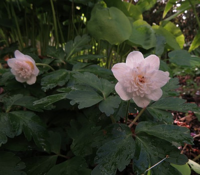 IMG_3197_Anemone_nemorosa_Thekla.jpg
