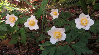 IMG_3198_Anemone_nemorosa_White_Cup.jpg