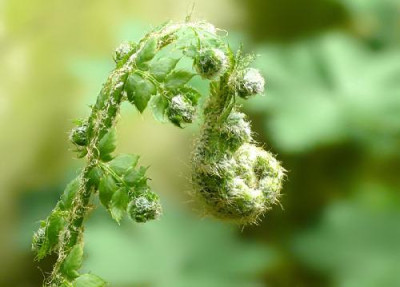 Polystichum_dracomontanum.jpg