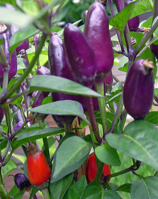 chilli_rot.jpg