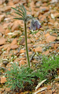 DSCF0129_ePulsatilla_pratensis_ssp_nigricans.JPG