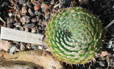 Orostachys1.jpg