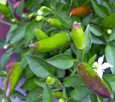 chilli_mit_flecken.jpg