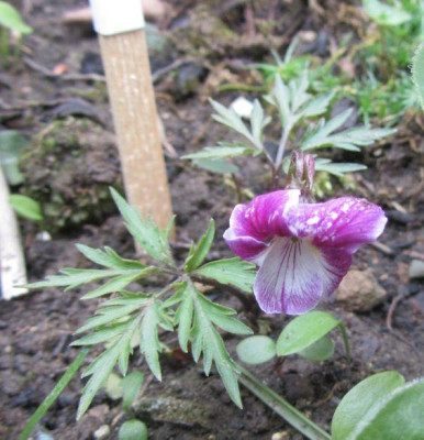 Viola-uwe-kl.jpg