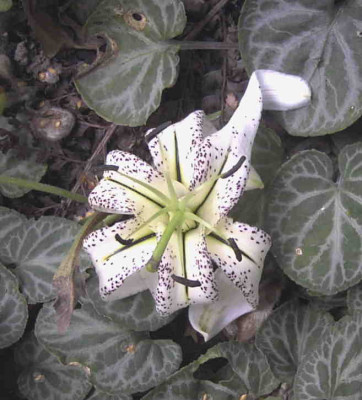 Lilium_duchartreiRimg0738.JPG