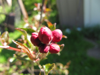 Knospe_Lisetsamling_140416.jpg