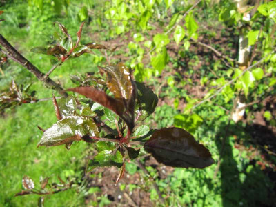 Laub_Lisetsamling1_140416.jpg