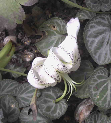 Lilium_duchartreiRimg0740.JPG