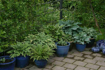 Hosta9913c_2.jpg