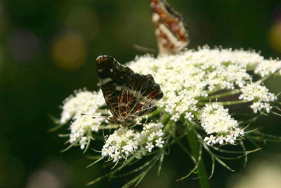 Landkaertchen-Juli-1.jpg