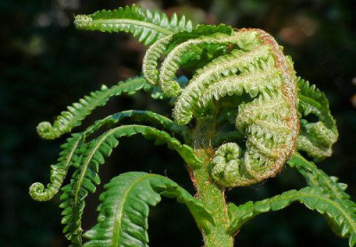 Matteucia_orientalis.jpg