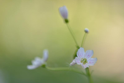 Montia-sibirica-alba-Apr1714_078.jpg