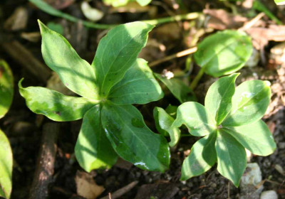 lancifolia_2014.jpg