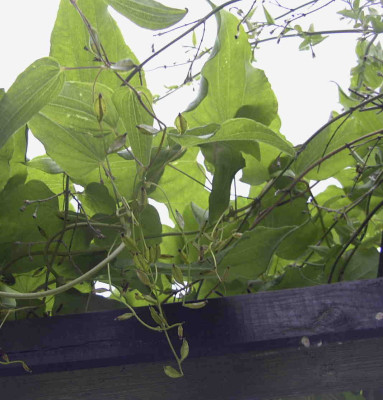 Dioscorea_albanicaRimg0788.JPG