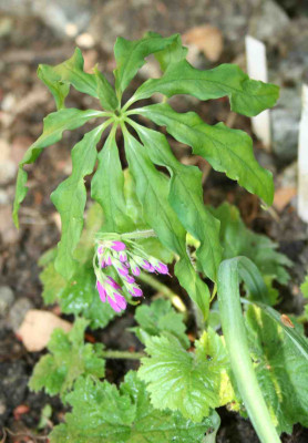 polyphylla_stenophylla_x_delavayi.jpg