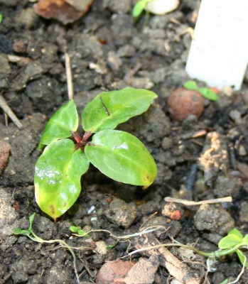 polyphylla_x_cronquistii_2014.jpg