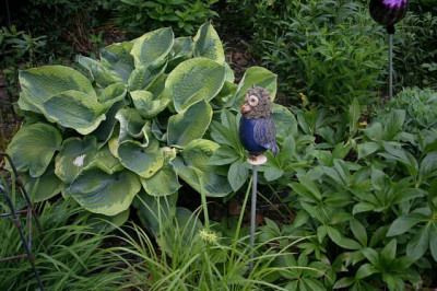 Hosta6208a.jpg