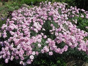 Dianthus_plumarius_flore_pleno_IMG_0101.JPG