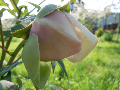 helene_martin_knospe_2.JPG