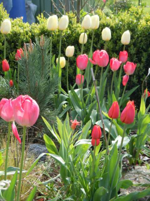 Tulpenmischung.JPG