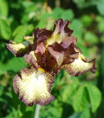 C9756a_Small.jpg