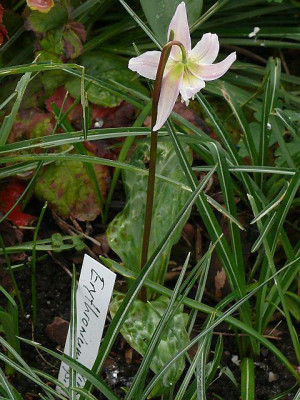 erythonium_kinfauns_pink_2014-04-18_820_80k.jpg