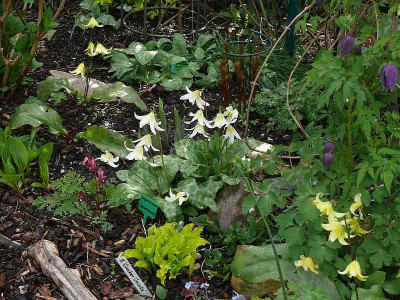 erythroniums_2014-04-18_868_80k.jpg