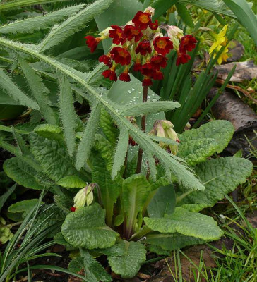 primula_veris_axel_2014-04-18_834_80k.jpg