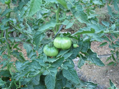 Tomat02.jpg
