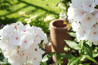 Phlox_p._Popeye.jpg